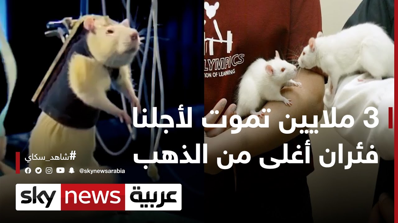 3 ملايين منها تموت لأجلنا.. فئران أغلى من الذهب  | #وثائقيات_خاصة