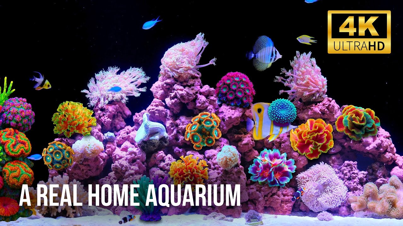 🍥 Deep Sea Aquarium 4K | Relaxing Fish Tank with No Voice or Music