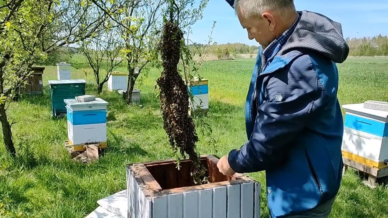 NIESPODZIEWANA RÓJKA - Jak łatwo zebrać rójkę? - Pierwsza rójka tego roku (05.05.2023)