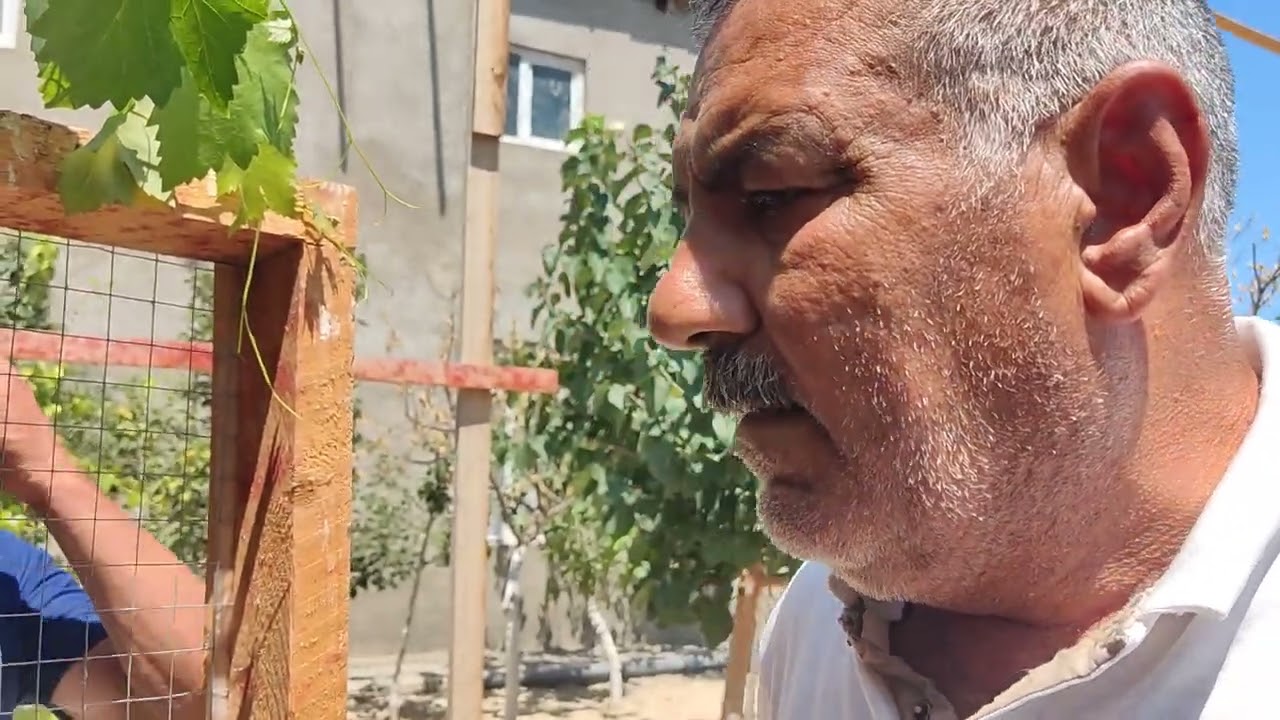 Göyərçin Ceyhun Novxanı Bağları 02.08.2024