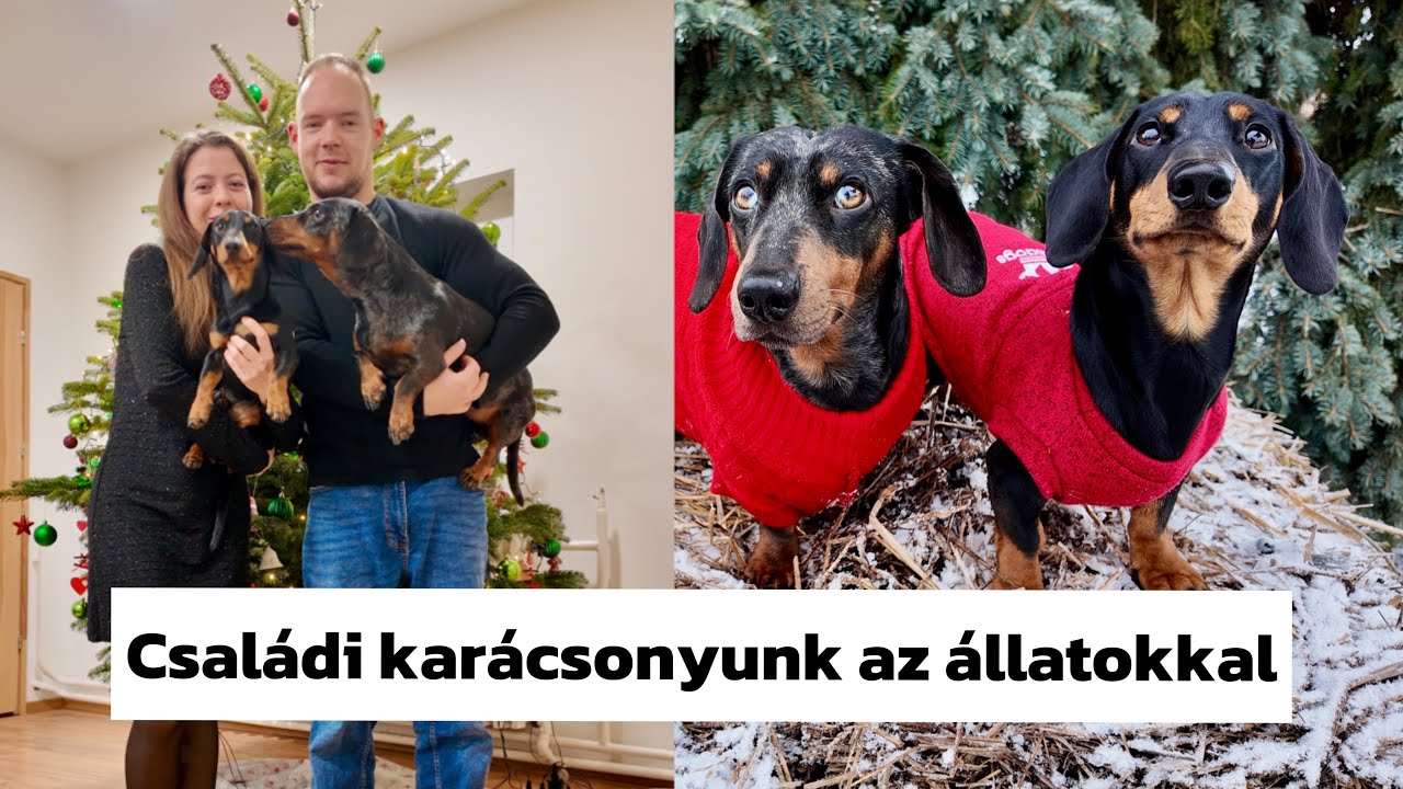 Az első  NAGY karácsonyunk a házunkban 2 kutyával 🥰🎄🐶🐶