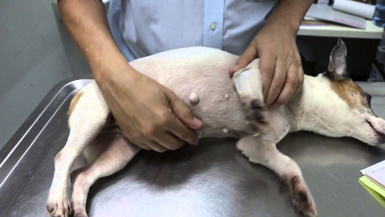 Closed pyometra in a Jack Russell  1/4