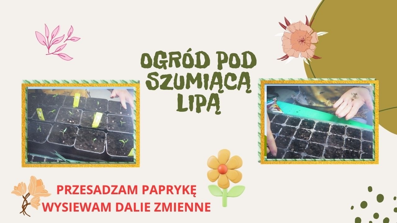 Przesadzam papryki, wysiewam dalie zmienne.