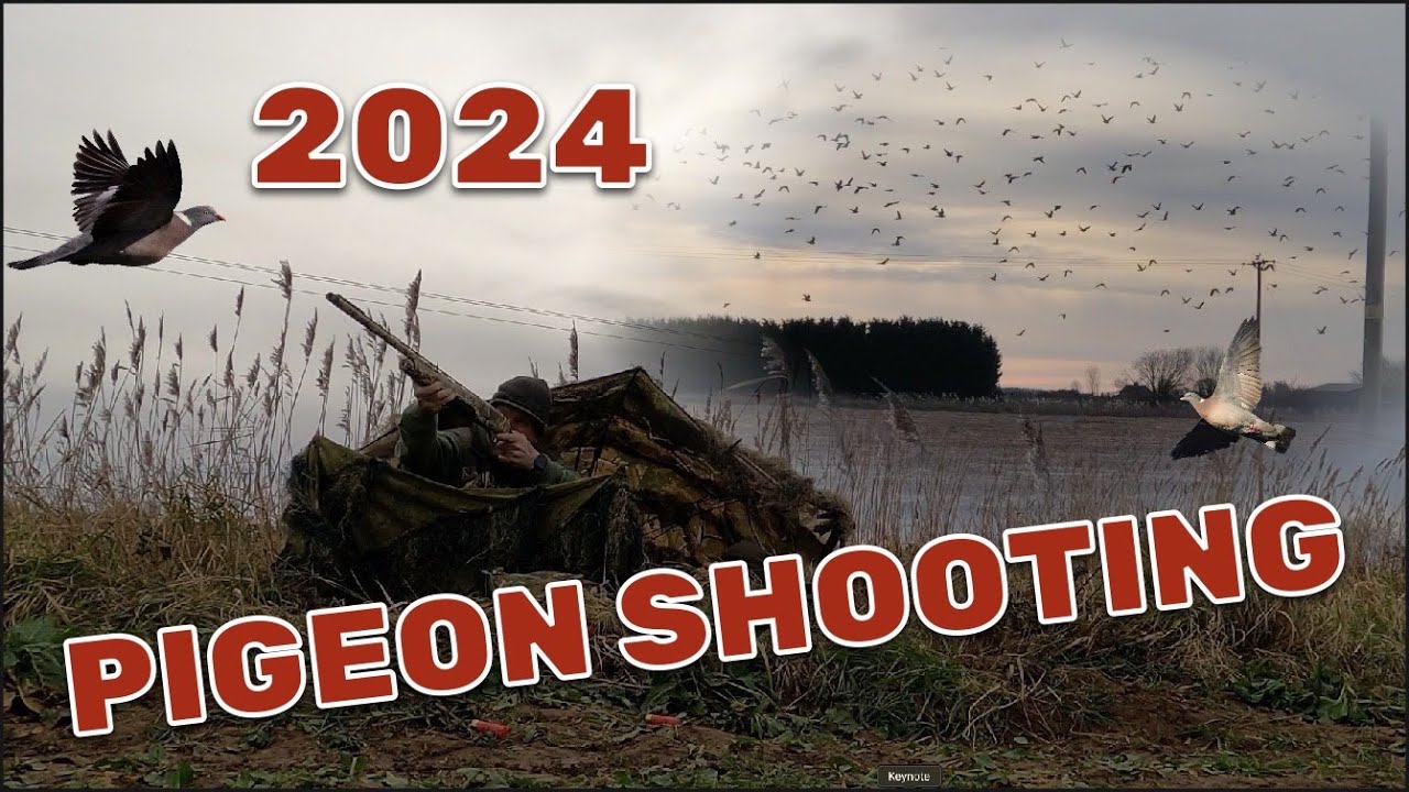 2024  Pigeon shooting begins ACTION PACKED