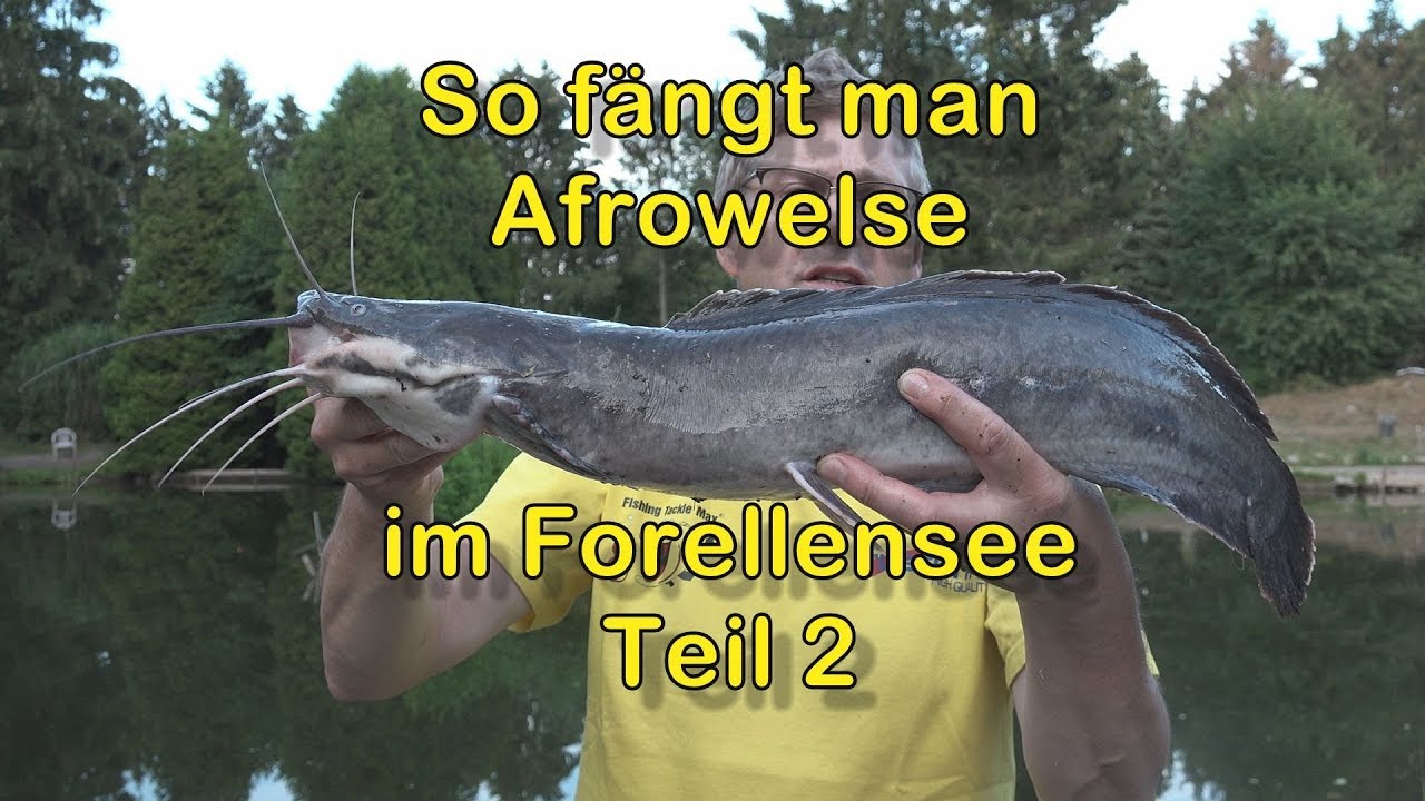 Welsangeln am Forellensee (Teil 2) bei Nacht