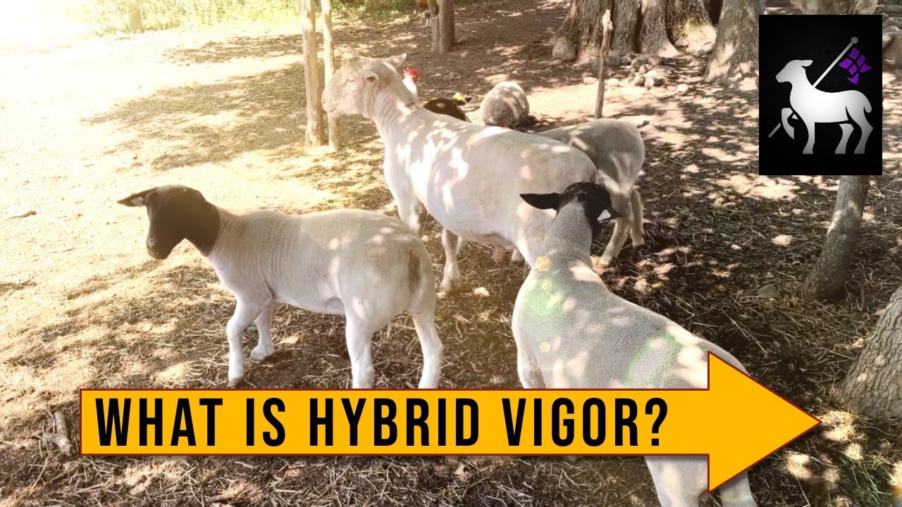 What is Hybrid Vigor | Better Sheep and Goats!