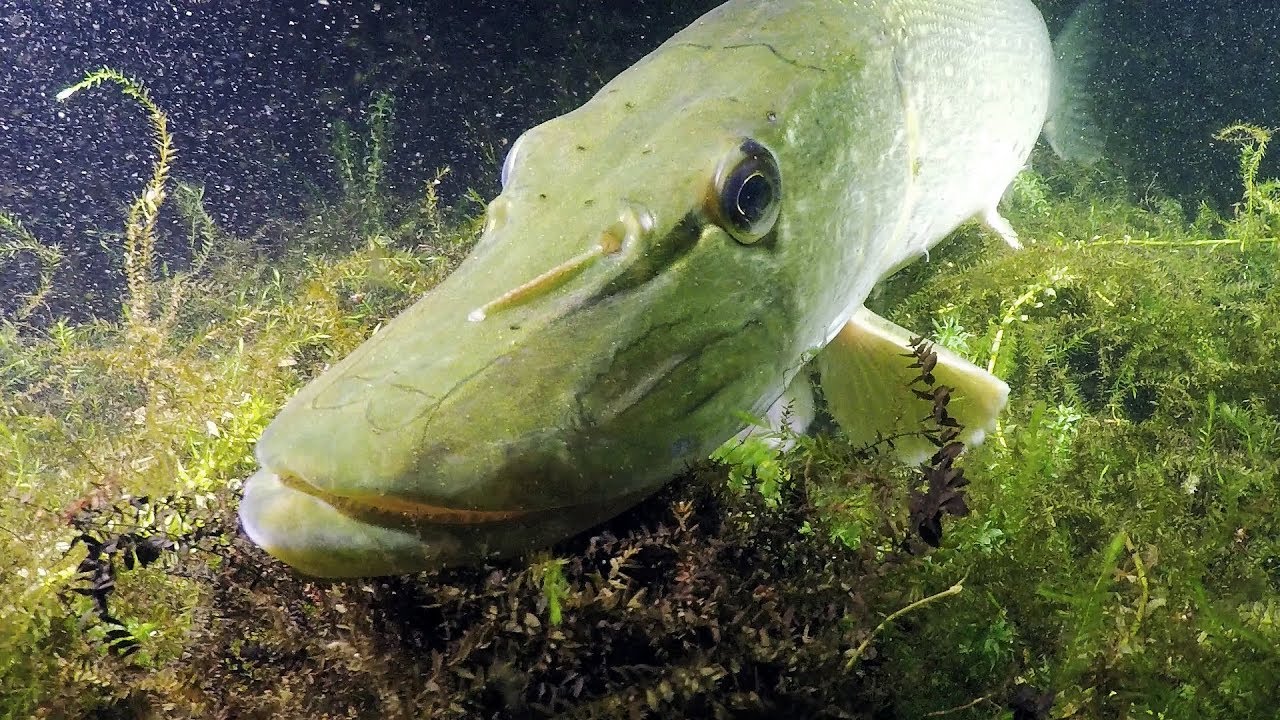 Duiken in zoet water: de beste momenten van een duikseizoen