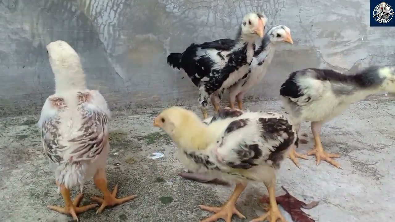 Japanes Shamo tanaka 20 days old update