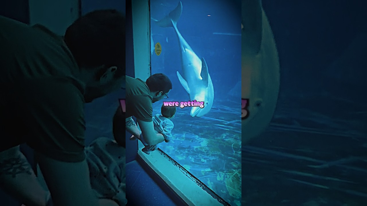 Dolphins Will Make You A Genius