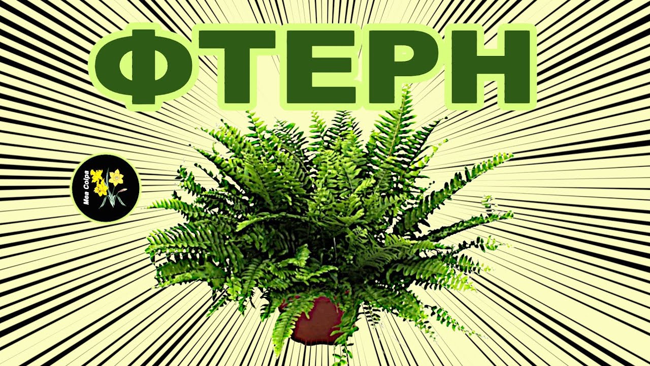 Папоротник – красивое целебное растение
