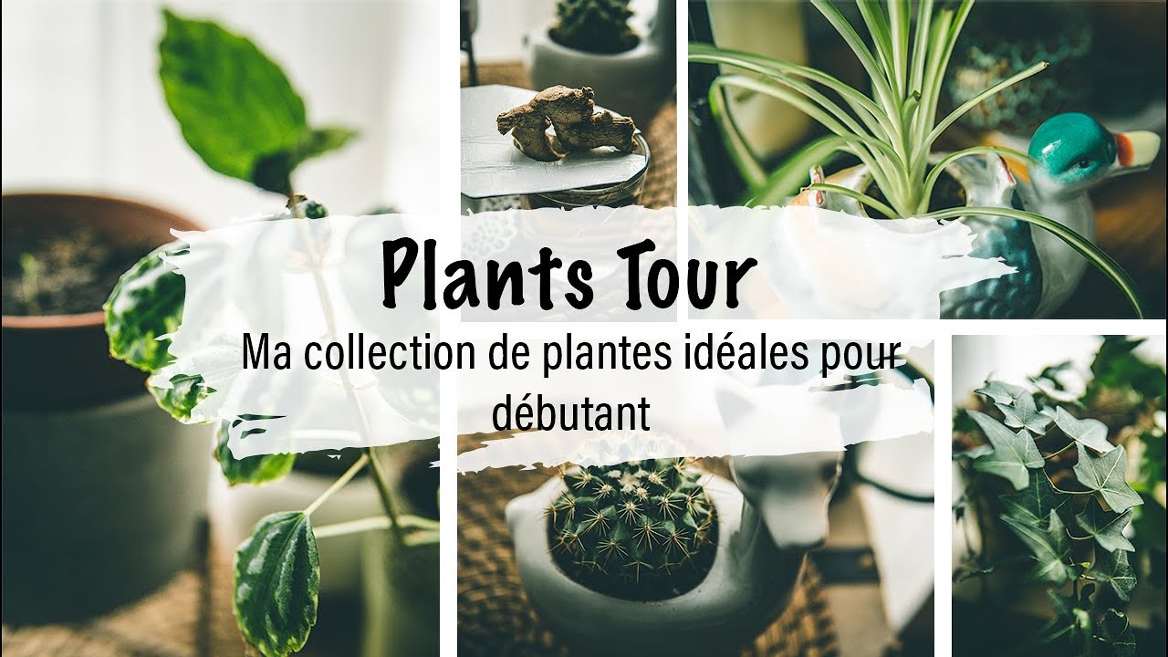 Plants Tour : Ma Collection de Plantes idéales pour débutant