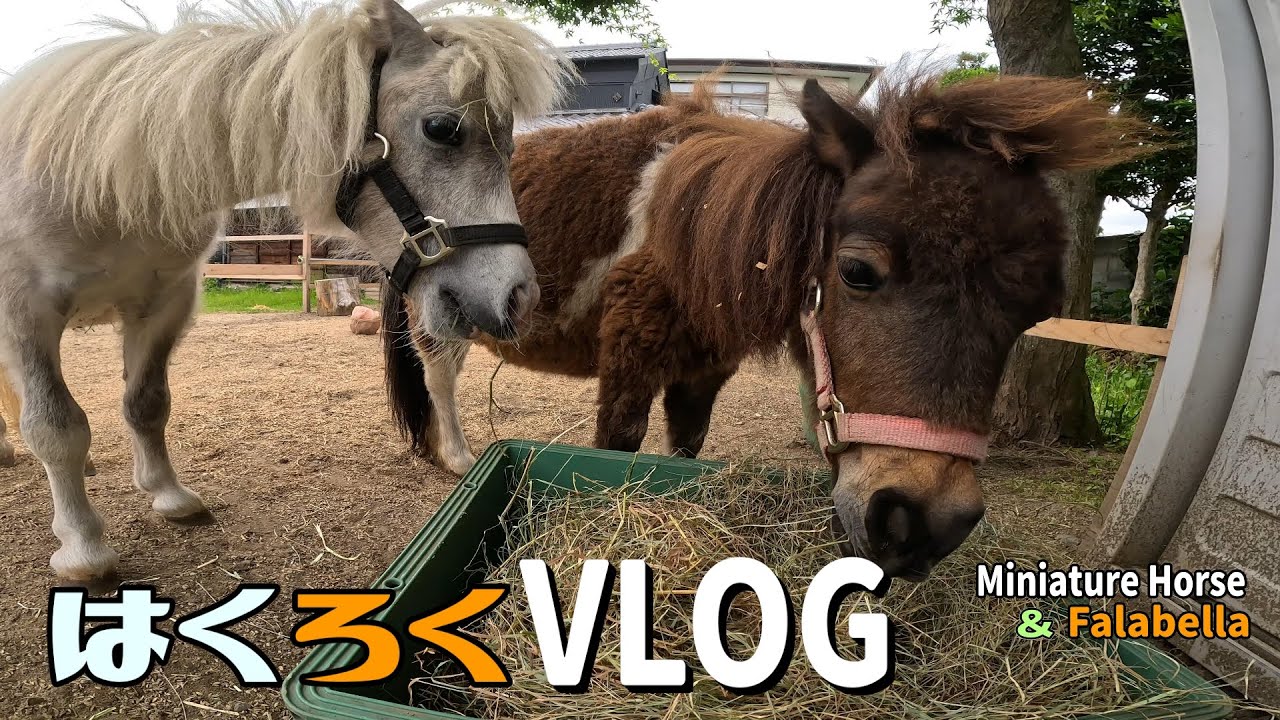Discover the SECRET Life of Miniature Horses in Japan【はくろくVLOG】Vol.411