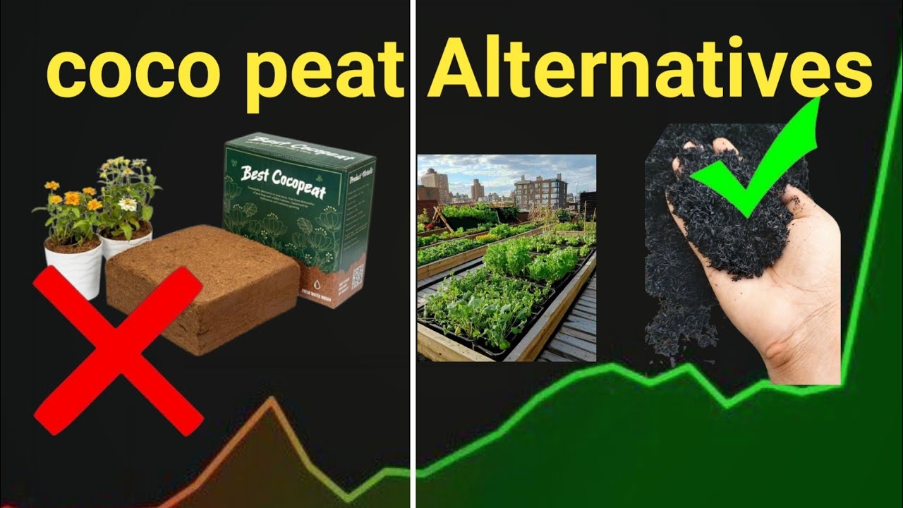 Coco Peat Alternatives | The Ultimate Guide to Soil Substitutes