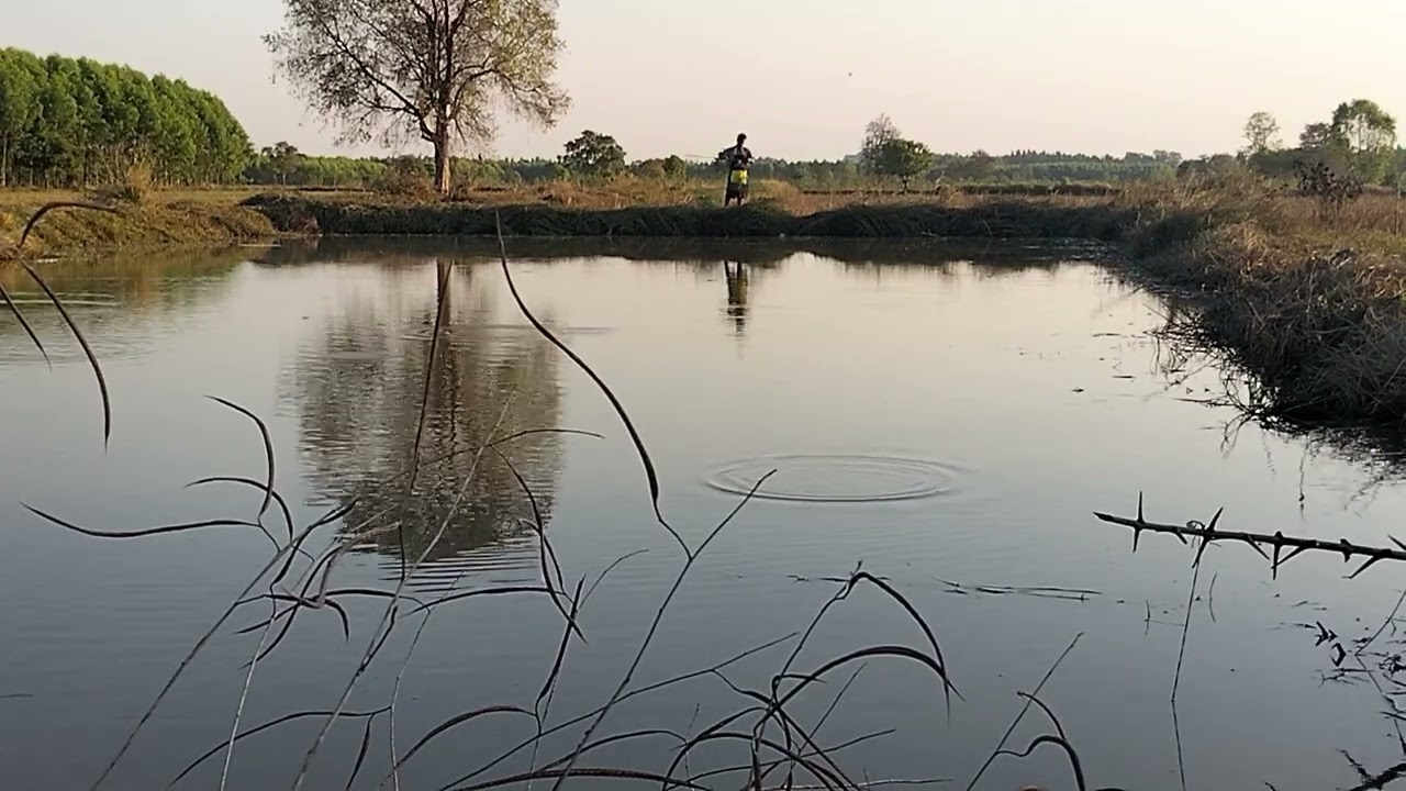 ดักกุ้งอยู่สระเล็กดูว่าจะได้กุ้งหรือ จะไม่ได้ครับ