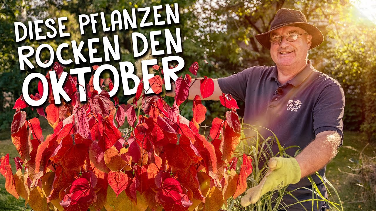 Die schönsten Pflanzen für den Oktober - Farbenpracht für den Garten!