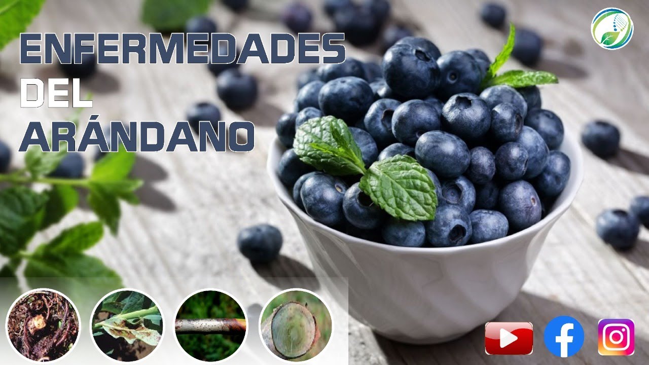 5 enfermedades del arándano