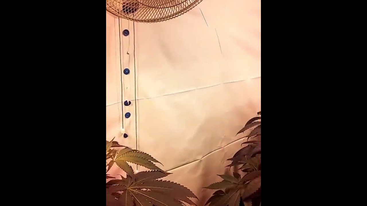 PHENO HUNT - Grape Puff x Grape Stomper Og by Gage Green Group