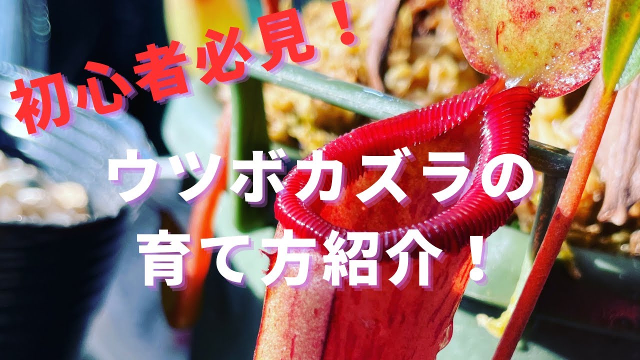 食虫植物初心者必見！ウツボカズラの育て方紹介！