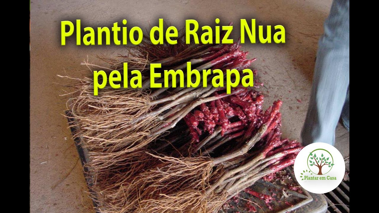 Plantar Mudas de Uva compradas sem Raiz em vídeo da Embrapa Vídeo 3357
