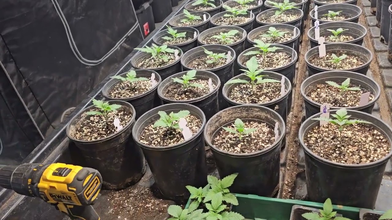Grow from clone or seed