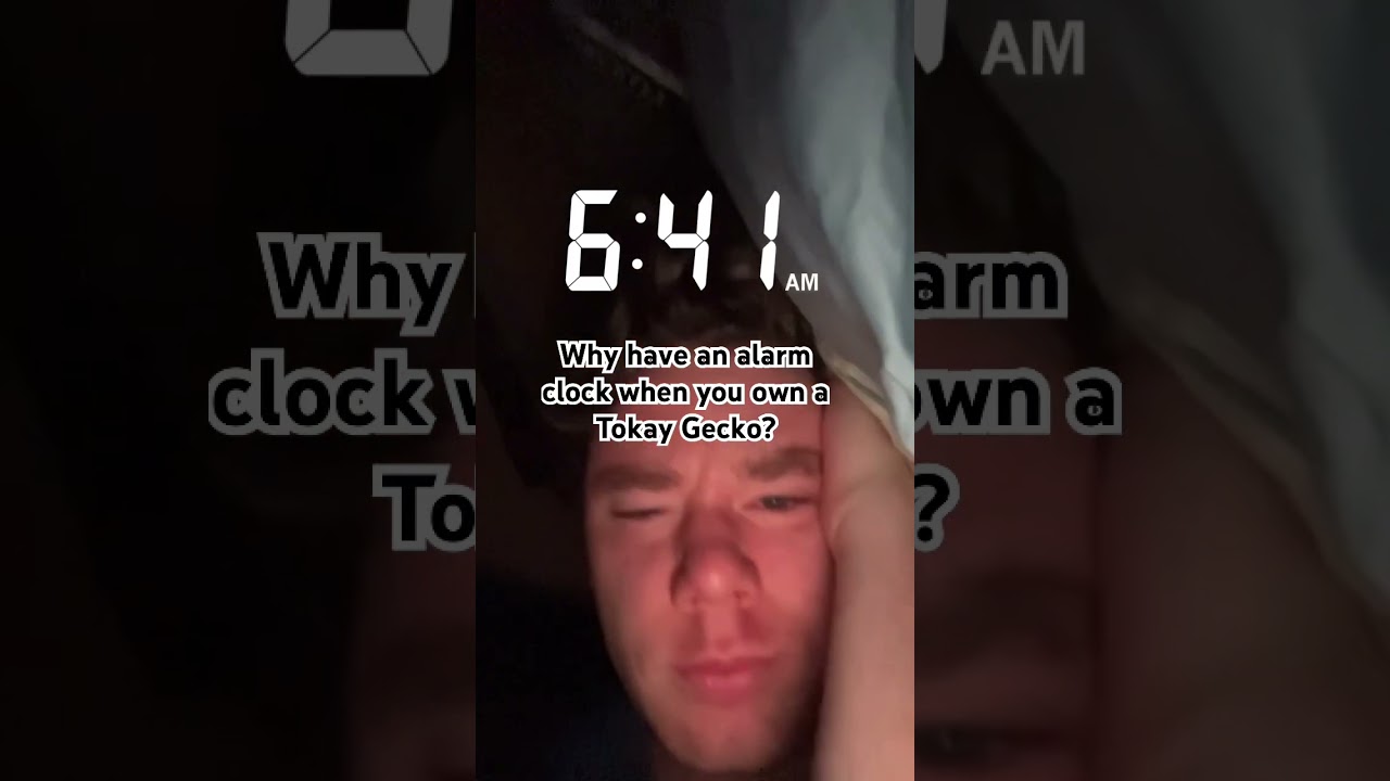 Tokay Gecko Call #gecko #geckos #tokaygecko #tokay