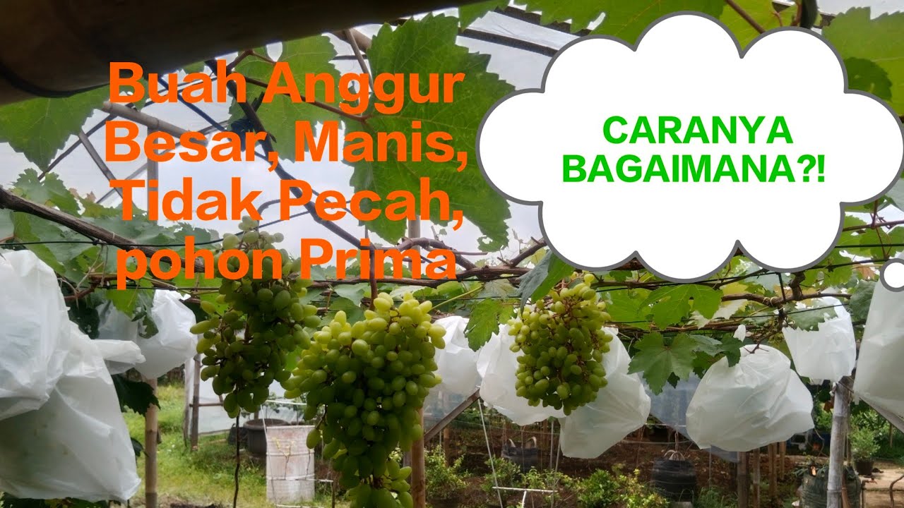 Agar buah anggur besar rasanya manis dan tidak pecah caranya Bagaimana⁉️