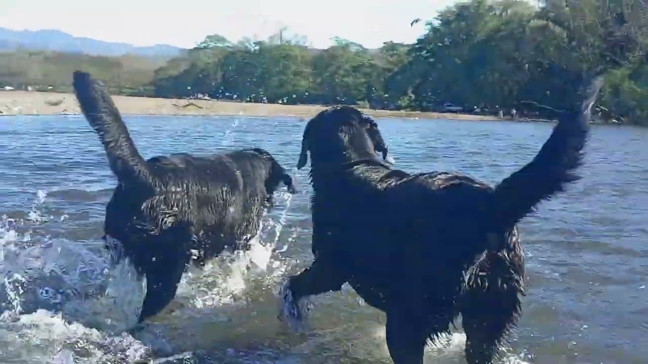 Labradores Costa Rica (Jack - Kira) 