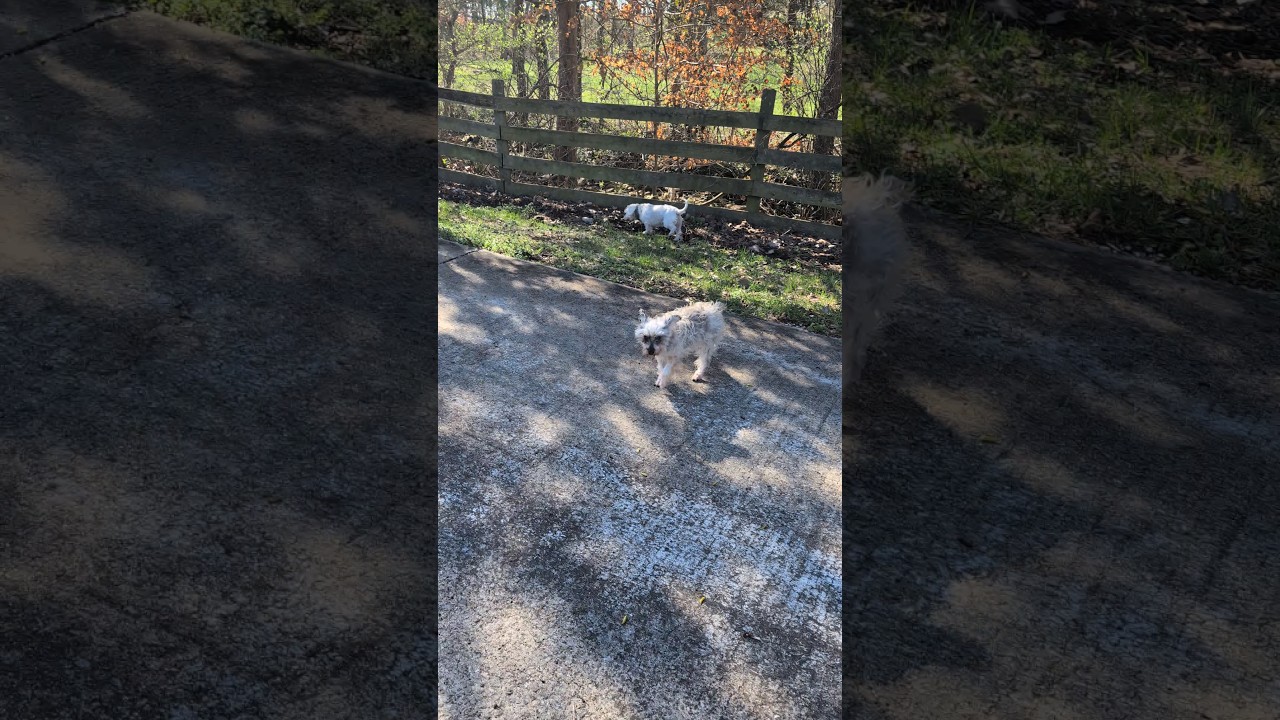 Pack walk #schnoofertons #schnoodles #goodycustompetcollars #australiancattledogs #dogs #doglife