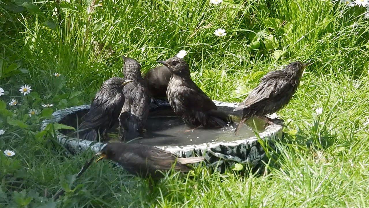 Wild Garden Diary All The Young Dudes