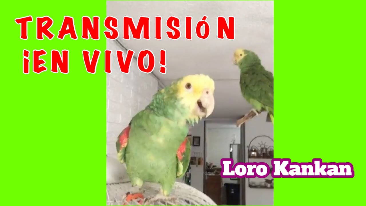 TRANSMISIÓN ¡EN VIVO!