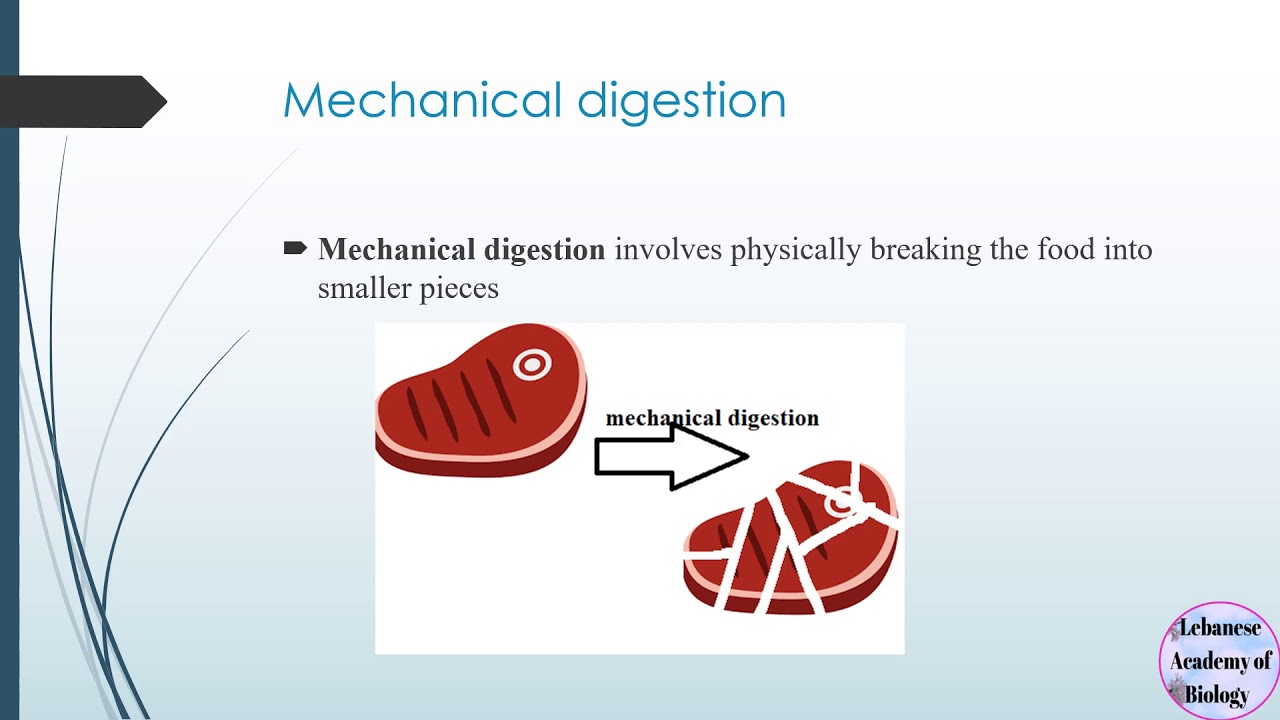 Mechanical and Chemical digestion - Grade 9