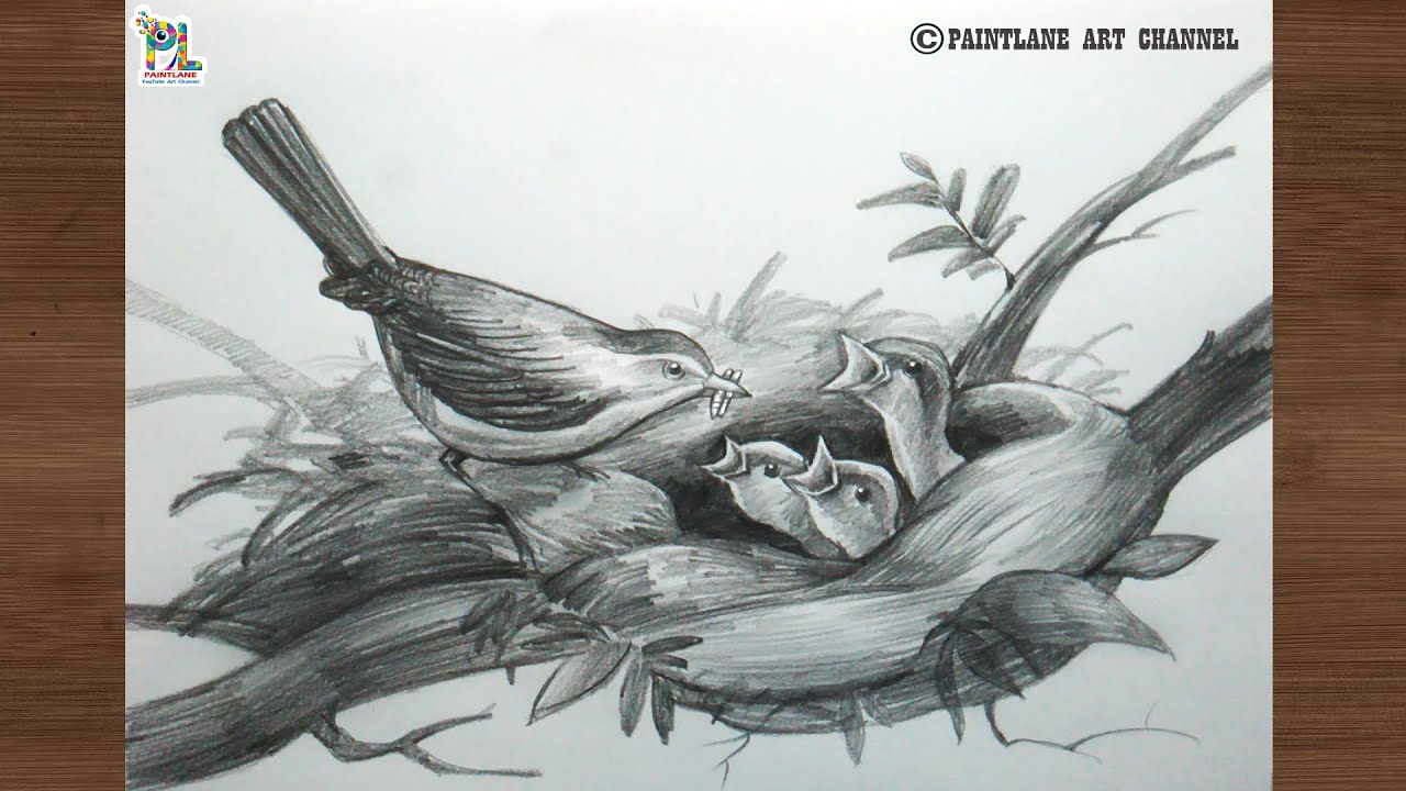 How to draw a bird giving food to baby birds for beginners with easy and simple sketch and shading