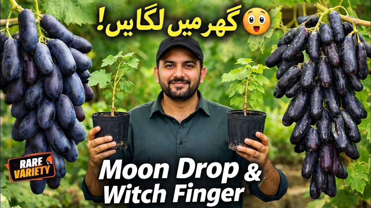 گھر میں لگائیں Moon Drop & Witch Finger Grapes | Complete Guidance in Pakistan 🍇
