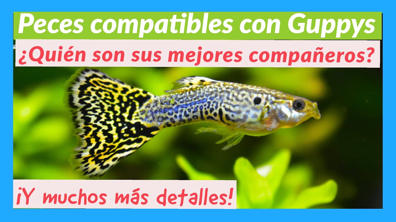 Peces compatibles con Guppys