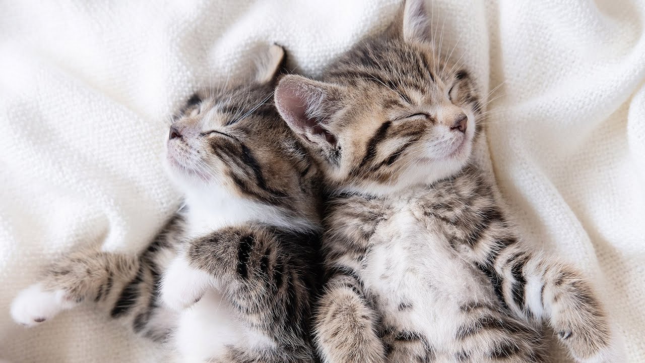 Anxiety Relief for Cats: Расслабляющая музыка для кошек, любимая музыка кошек - 10 часов музыки д...