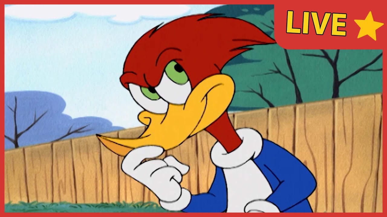 LIVE | Pica-Pau adora viajar! | Desenhos para crianças