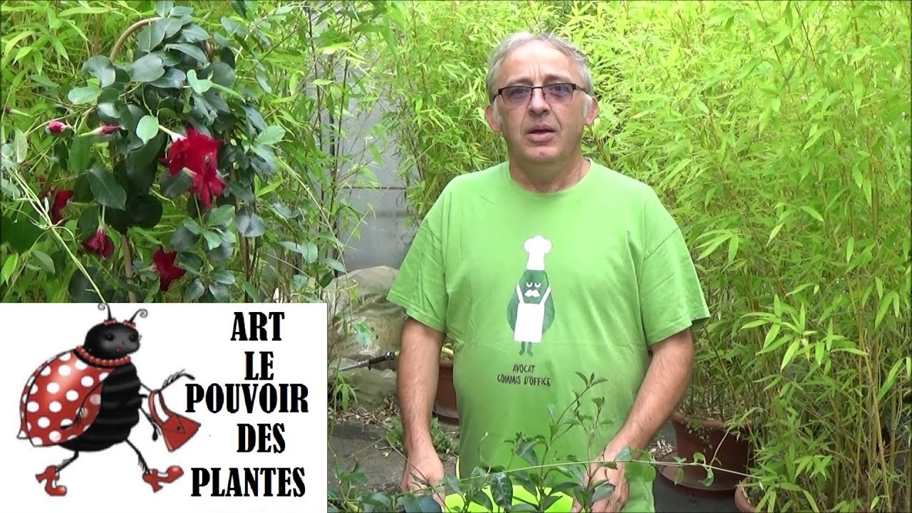 Conseils jardinage: Dipladenia, mandevilla: Entretien et arrosage: Plante verte: vivace