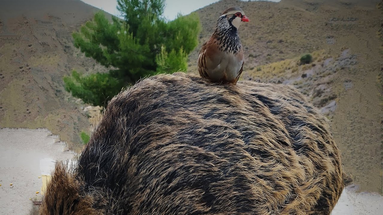 Has visto alguna vez una perdiz cantando encima de un jabalí 🐗? Jabalí Nico y la perdiz camarón