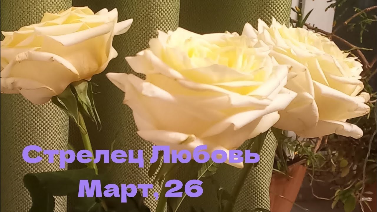 СТРЕЛЕЦ ЛЮБОВЬ (для пар) МАРТ 2026 год