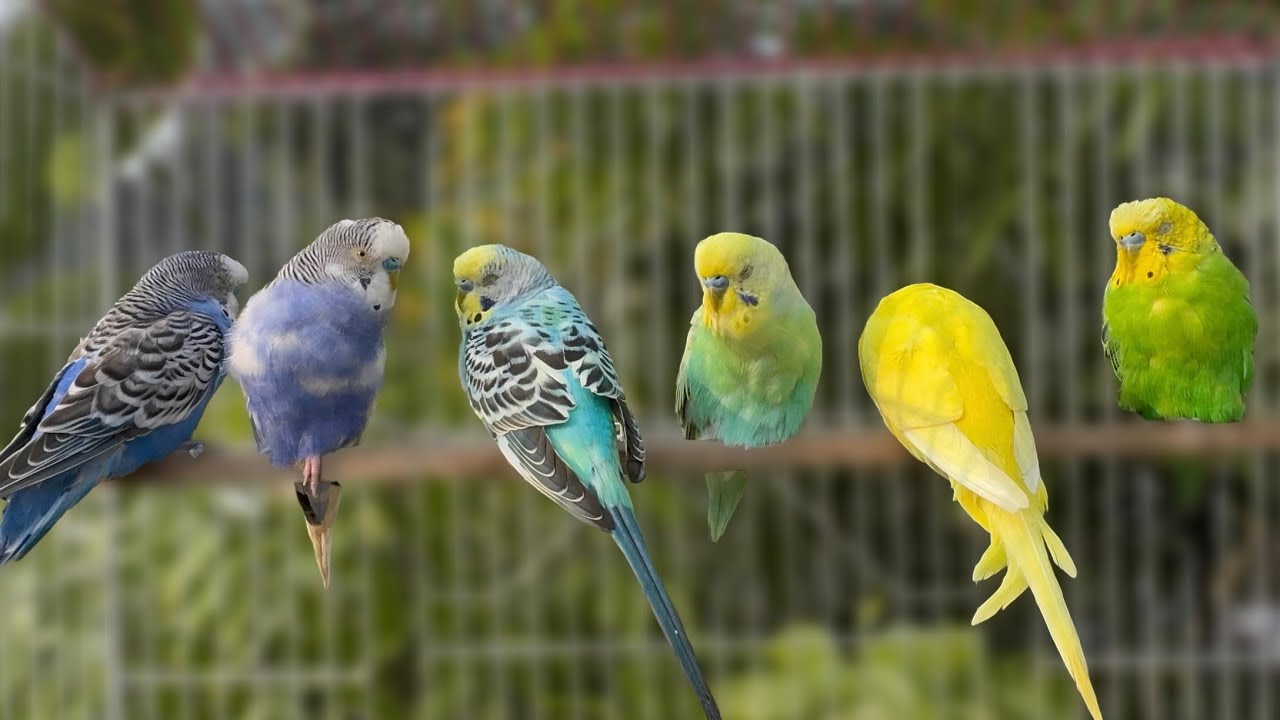 Cute Budgie Duo 🐤 Mango & Chutney Singing for 8 Hours