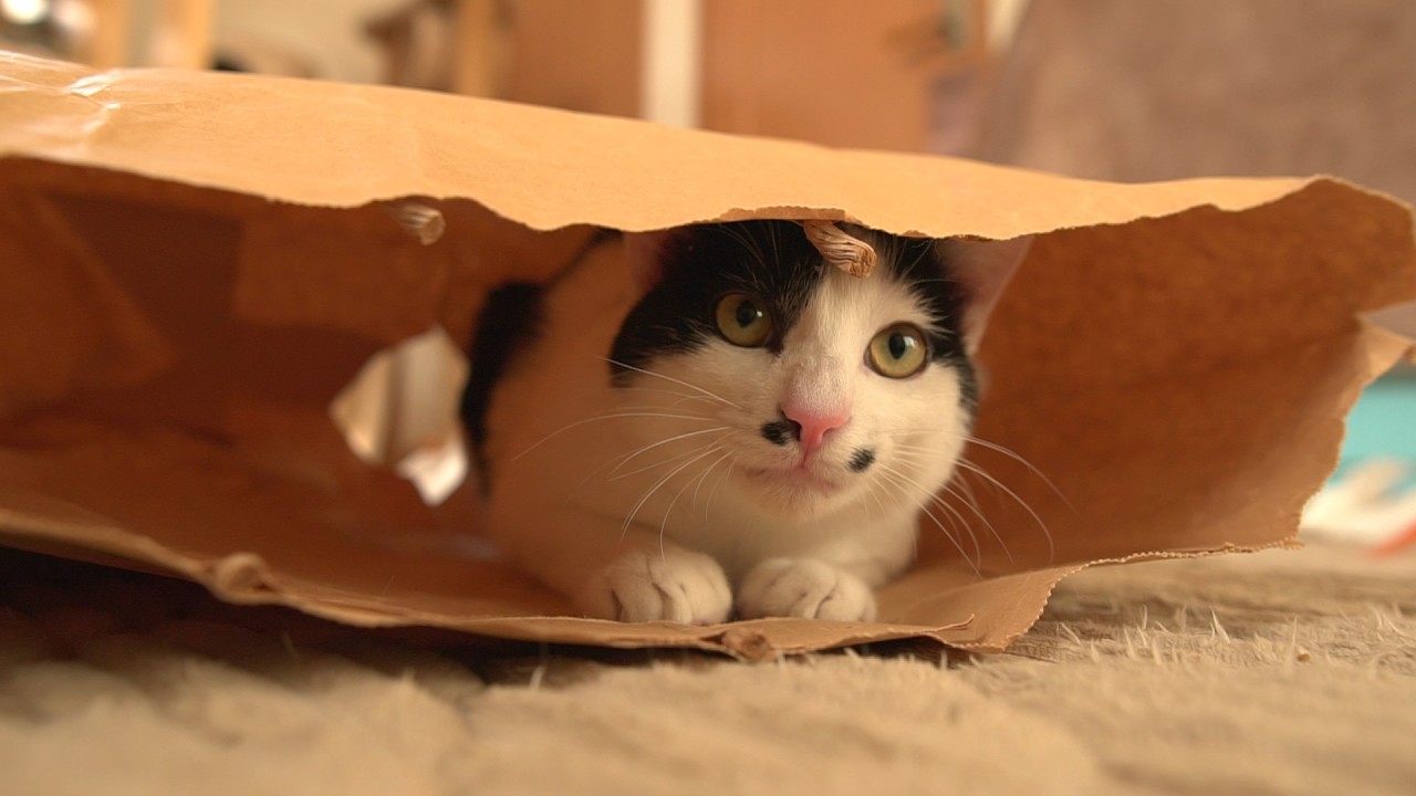 手術をしたら前よりパワーアップして帰ってきた猫たち