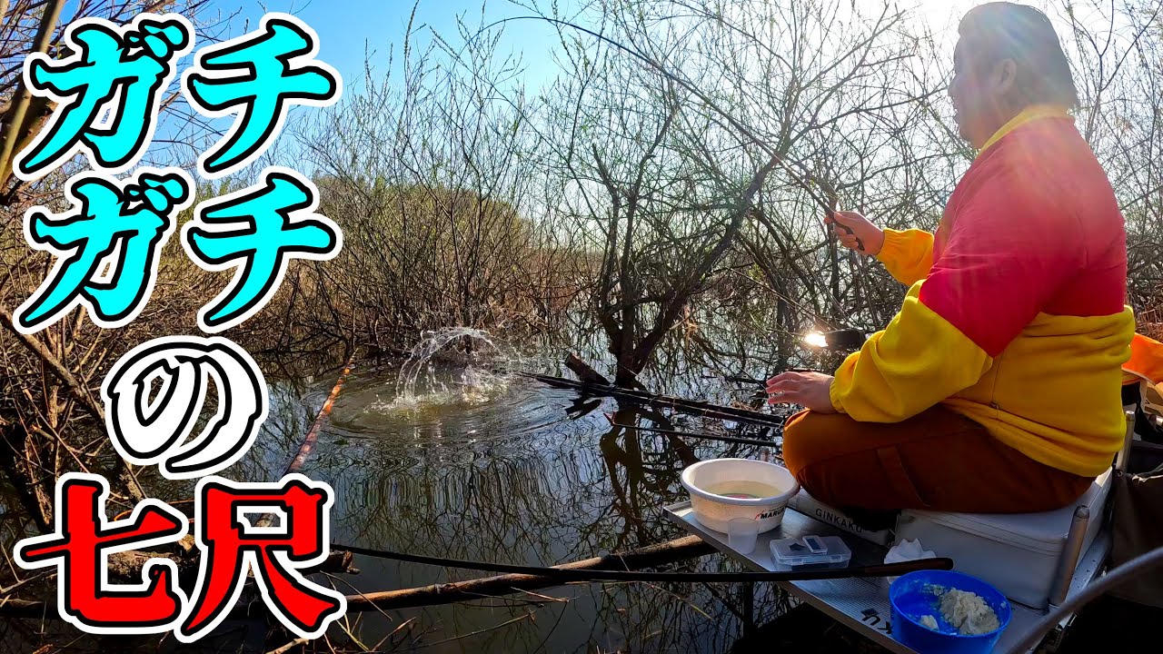 巨べらの棲むダムで硬すぎる7尺を使って今年も50上を狙う