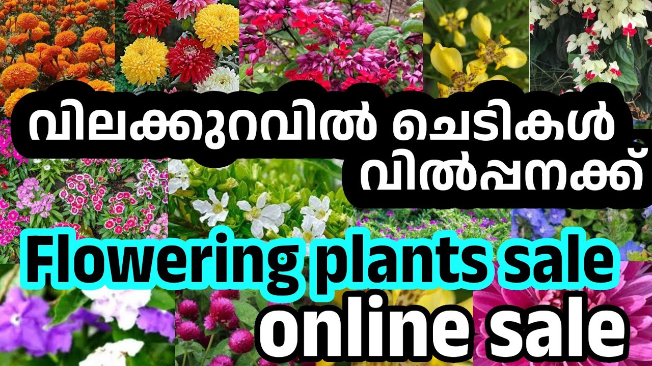 Plants Sale Online #online #sale #flowers #garden 