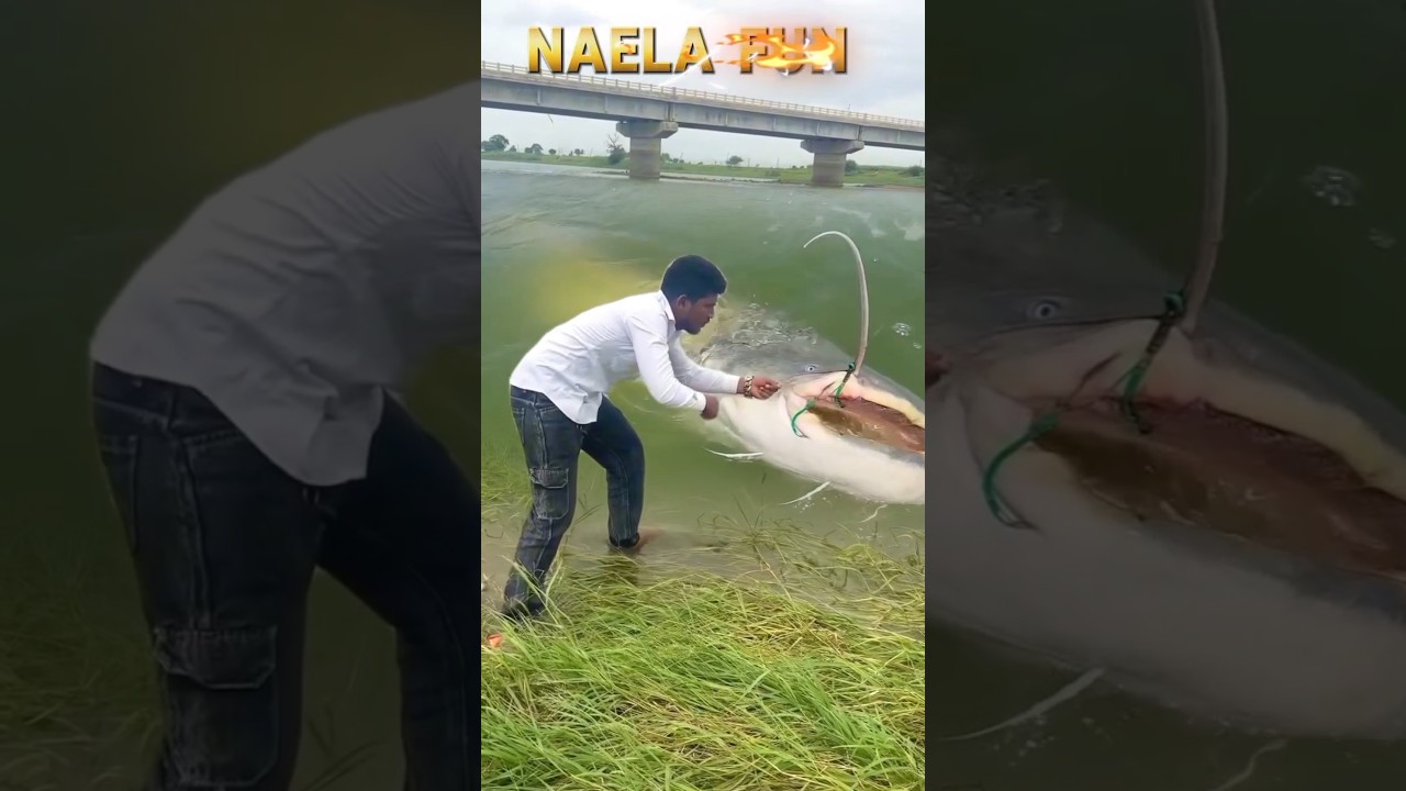 HEBOH‼️ Pria Ini Berhasil Tarik IKAN MONSTER RAKSASA dari Sungai 🤯🐟