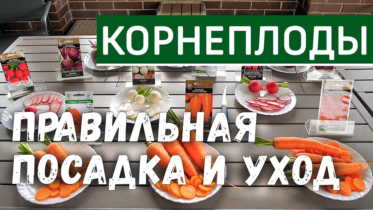 Корнеплоды. Посадка и уход за корнеплодами. Выращивание моркови, свеклы, редиса.