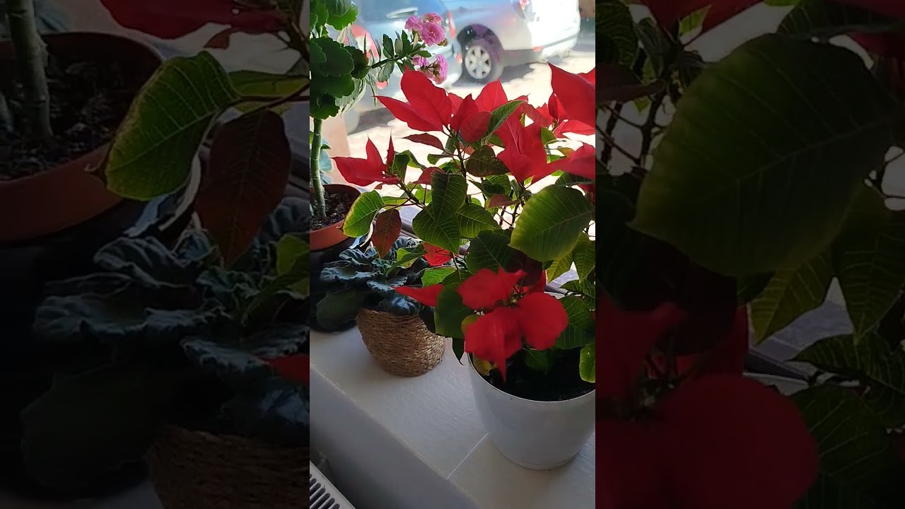  Florile ne dau energia pozitivă întreaga zi !