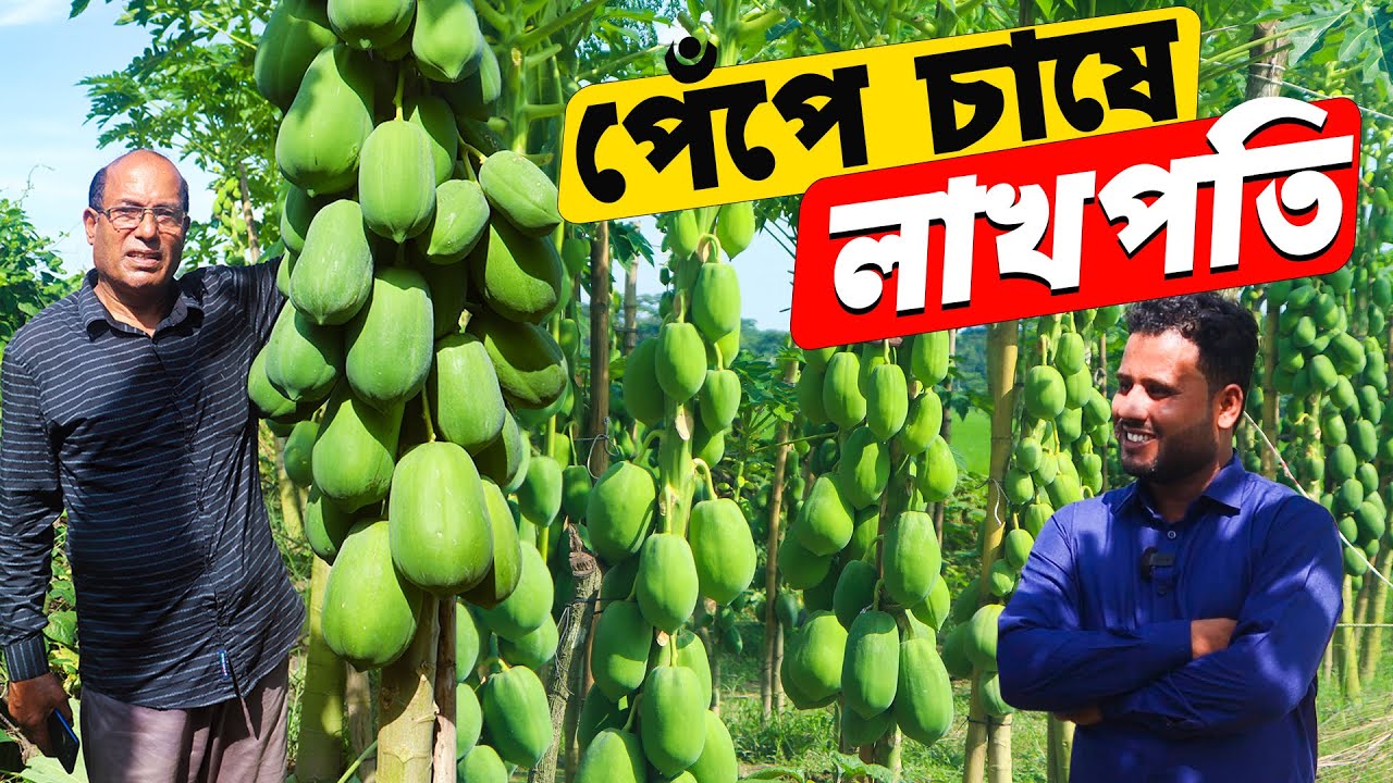 পুকুর পাড়ে বাণিজ্যিক ভাবে পেঁপে চাষ - বছরে লাভ ১৫ লক্ষ টাকা | পেঁপে চাষ পদ্ধতি | Papaya Farming