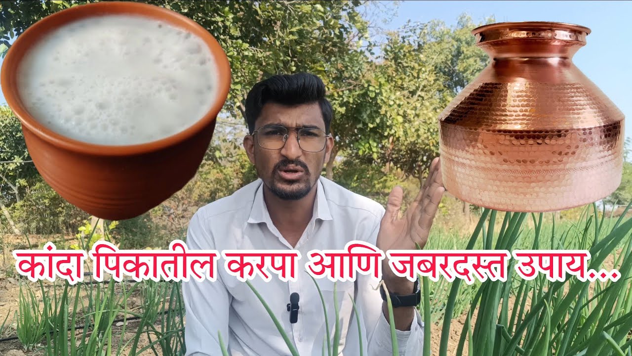 कांदा करपा रोग उपाय | कांदा पिकाची पात जळणे उपाय | kanda karpa #kanda #onion #onionfarming #कांदा 