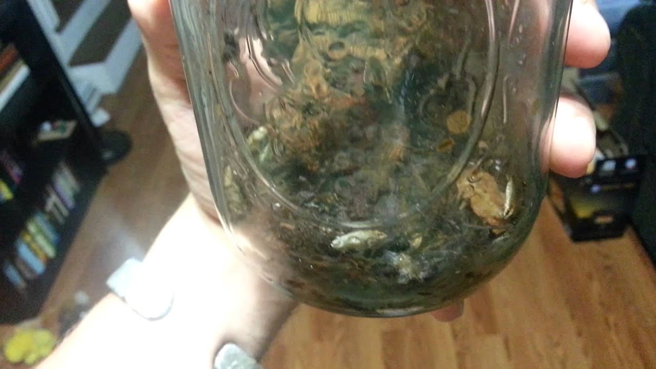 Blattella asahinai The Asian Field Roach