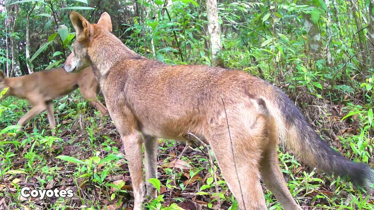 Costa Rica Wildlife Camera #wildlife #trailcam #costarica